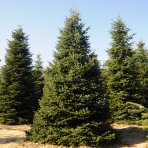 Normandská jedľa (Abies Nordmanniana) - výška 130-160 cm, kont. C55L
