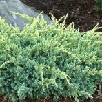 Borievka šupinatá (Juniperus squamata) ´HOLGER´ - výška 10-15 cm, ∅ 20-30 cm, kont. C2L