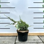 Borievka šupinatá (Juniperus squamata) ´HOLGER´ - výška 10-15 cm, ∅ 20-30 cm, kont. C2L