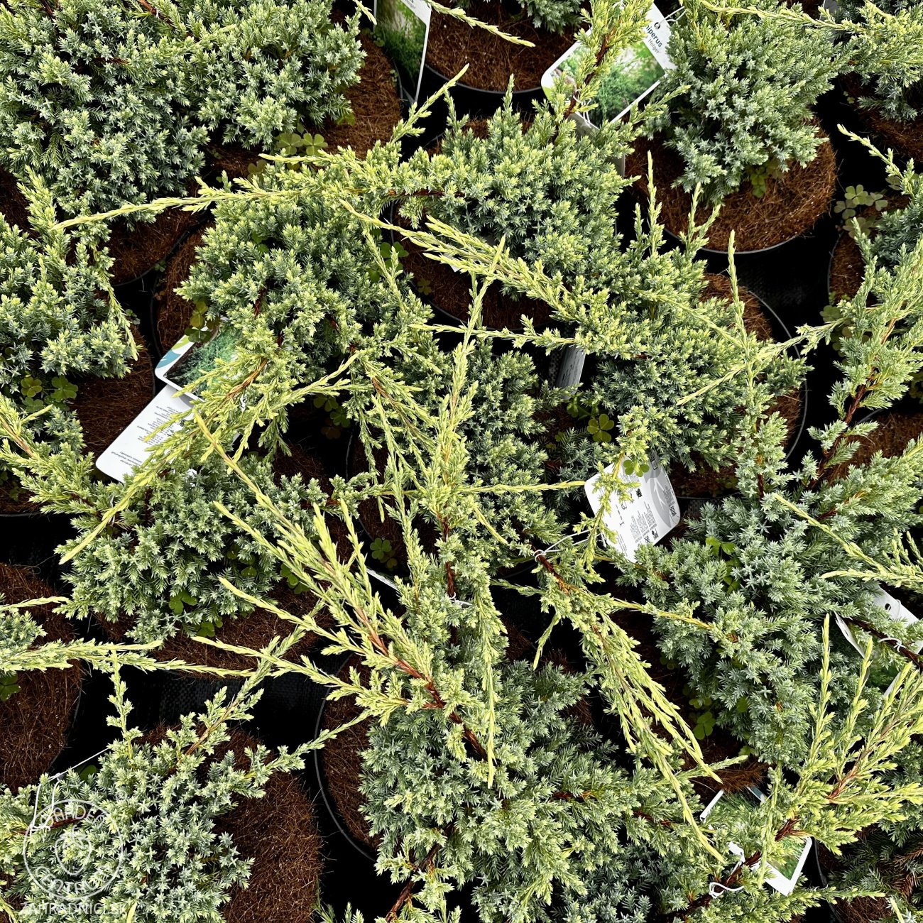 Obrázok Borievka šupinatá (Juniperus squamata) ´HOLGER´ - výška 10-15 cm, ∅ 20-30 cm, kont. C2L