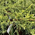 Borievka šupinatá (Juniperus squamata) ´HOLGER´ - výška 10-15 cm, ∅ 20-30 cm, kont. C2L