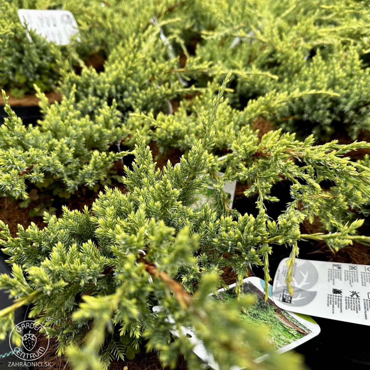 Obrázok Borievka šupinatá (Juniperus squamata) ´HOLGER´ - výška 10-15 cm, ∅ 20-30 cm, kont. C2L