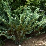 Borievka šupinatá (Juniperus squamata) ´MEYERI´ - výška 20-40 cm, kont. C3L