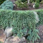 Borievka rozprestretá (Juniperus horizontalis) ´PANCAKE´ - ø 20-30 cm, kont.C2L