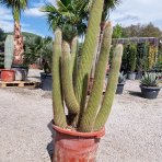 Kaktus Guentherov (Espostoa guentheri) - výška 150-170 cm, kont. C40L - STARÝ A VZÁCNY EXEMPLÁR