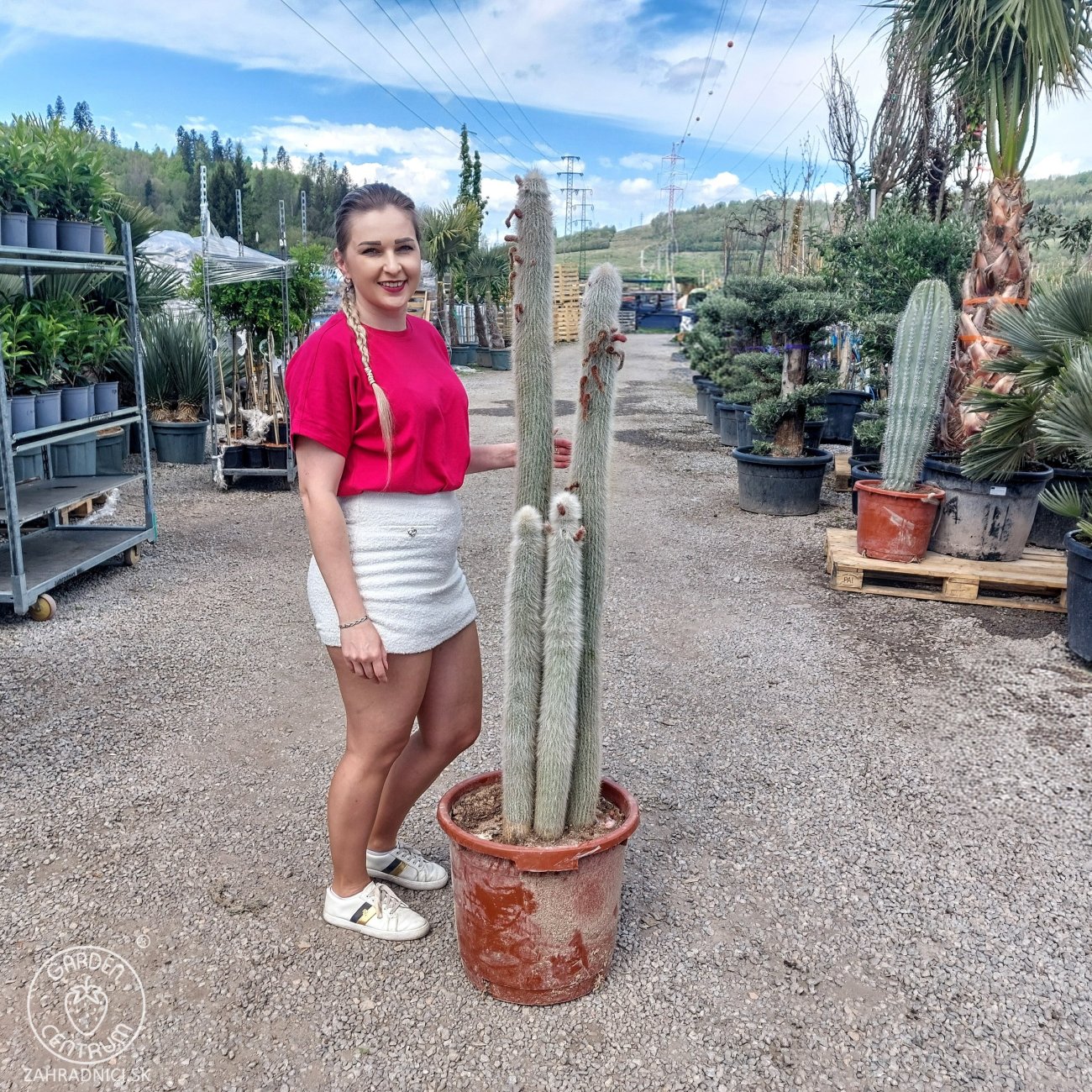Obrázok Kaktus starého muža (Cleistocactus strausii) ´4v1´- výška 130-140 cm, kont. C40L (-5°C) - STARÝ A VZÁCNY EXEMPLÁR