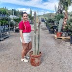 Kaktus starého muža (Cleistocactus strausii) ´4v1´- výška 130-140 cm, kont. C40L (-5°C) - STARÝ A VZÁCNY EXEMPLÁR