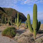 Kardón obrovský (Pachycereus pringlei) - výška 100-120 cm, kont.C40L (-4°C) - STARÝ A VZÁCNY EXEMPLÁR