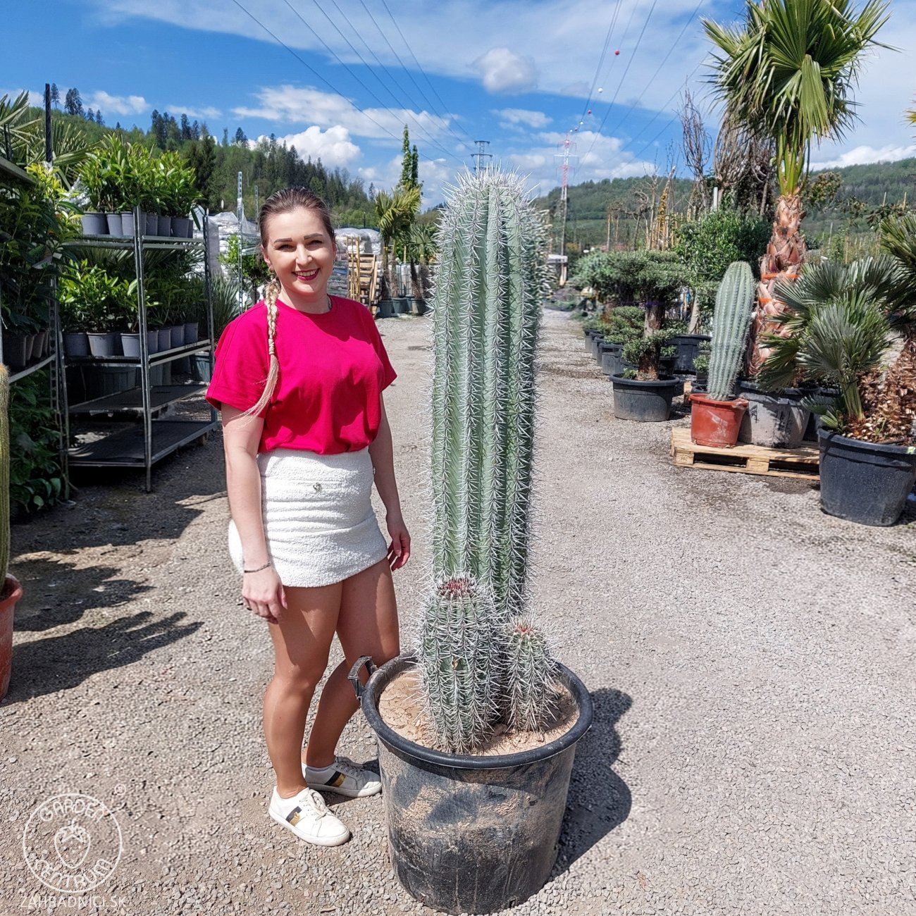 Obrázok Kardón obrovský (Pachycereus pringlei) ´3v1´ - výška 120-140 cm, kont. C50L (-4°C) - STARÝ A VZÁCNY EXEMPLÁR