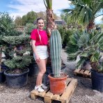Kardón obrovský (Pachycereus pringlei) - výška 100-120 cm, kont.C40L (-4°C) - STARÝ A VZÁCNY EXEMPLÁR