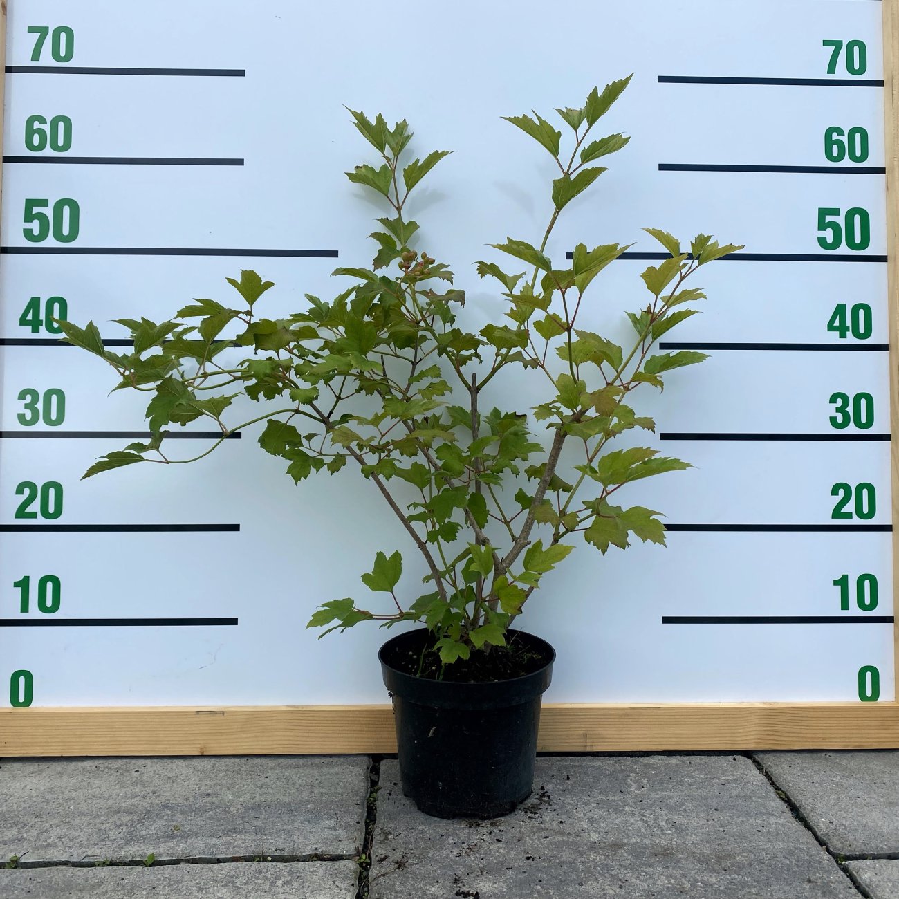 Obrázok Kalina obyčajná (Viburnum opulus) ´COMPACTUM´ - výška 30-40 cm, C5L