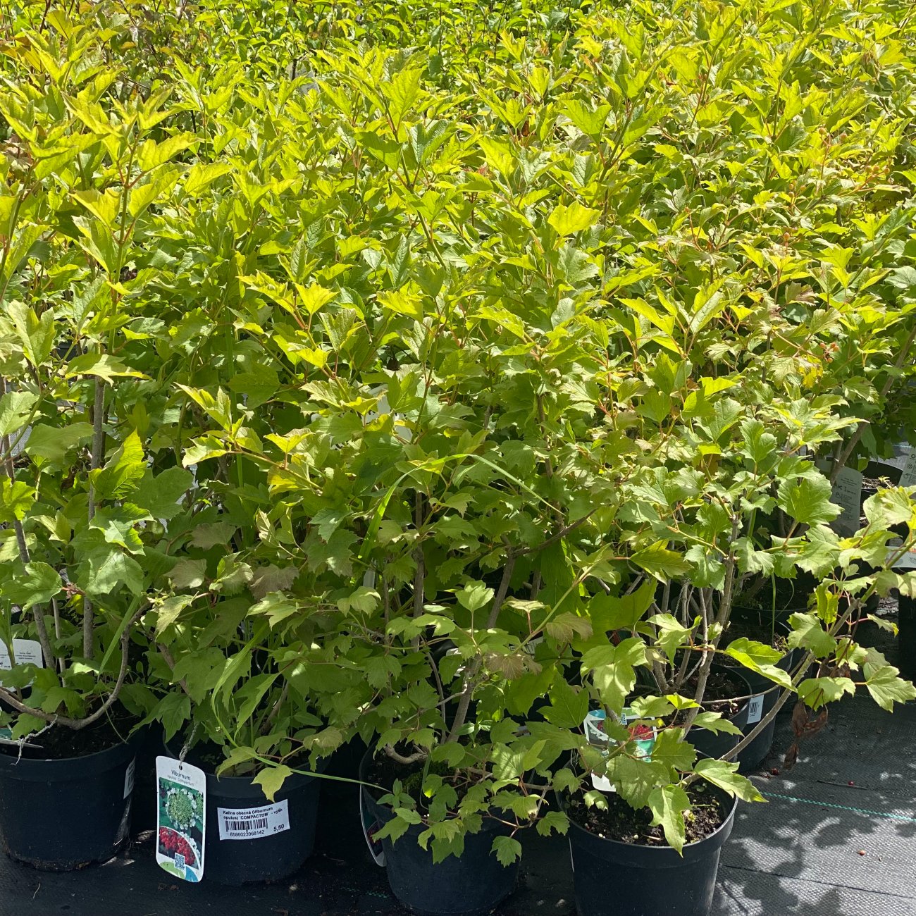 Obrázok Kalina obyčajná (Viburnum opulus) ´COMPACTUM´ - výška 30-40 cm, C5L
