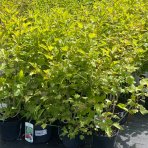 Kalina obyčajná (Viburnum opulus) ´COMPACTUM´ - výška 30-40 cm, C5L