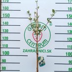 Kalina anglická (Viburnum carlcephalum) - výška 130-150, kont. C4L - NA KMIENKU