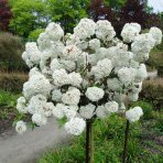 Kalina obyčajná (Viburnum opulus) ´ESKIMO´ - výška 110-130 cm, kont. C7.5L - NA KMIENKU
