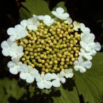 Kalina obyčajná (Viburnum opulus) ´COMPACTUM´ - výška 30-40 cm, C5L