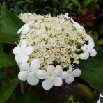 Kalina obyčajná (Viburnum opulus) ´COMPACTUM´ - výška 30-40 cm, C5L