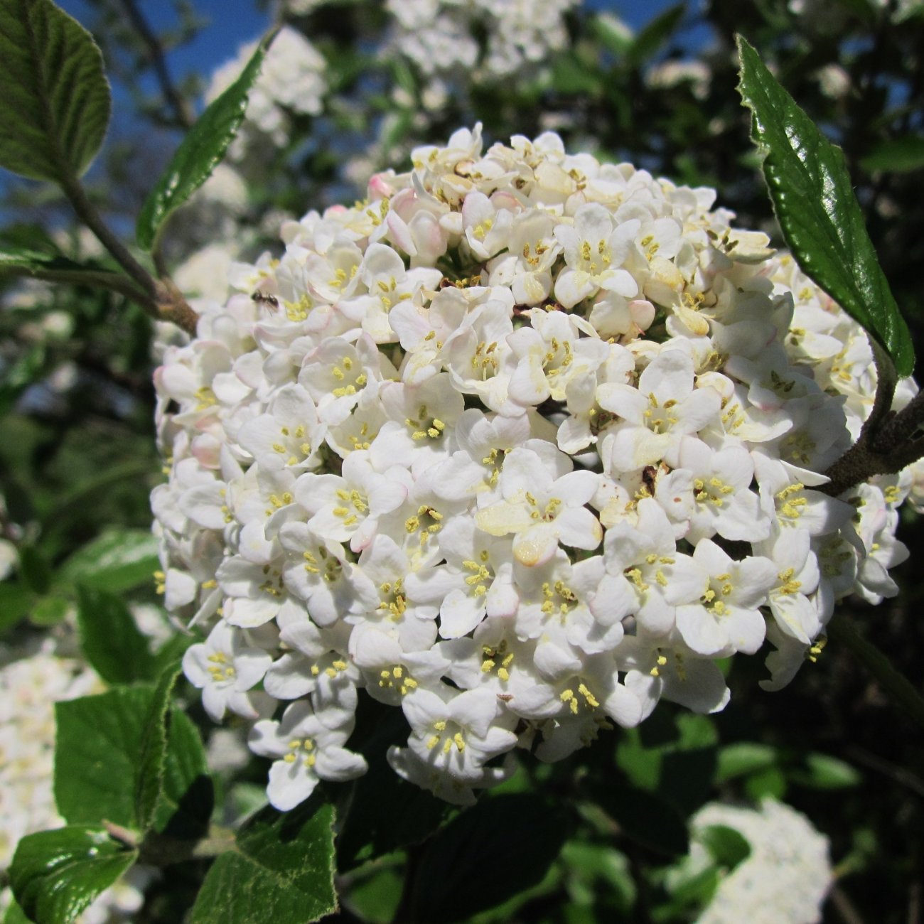 Obrázok Kalina anglická (Viburnum carlcephalum) - výška 130-150, kont. C4L - NA KMIENKU