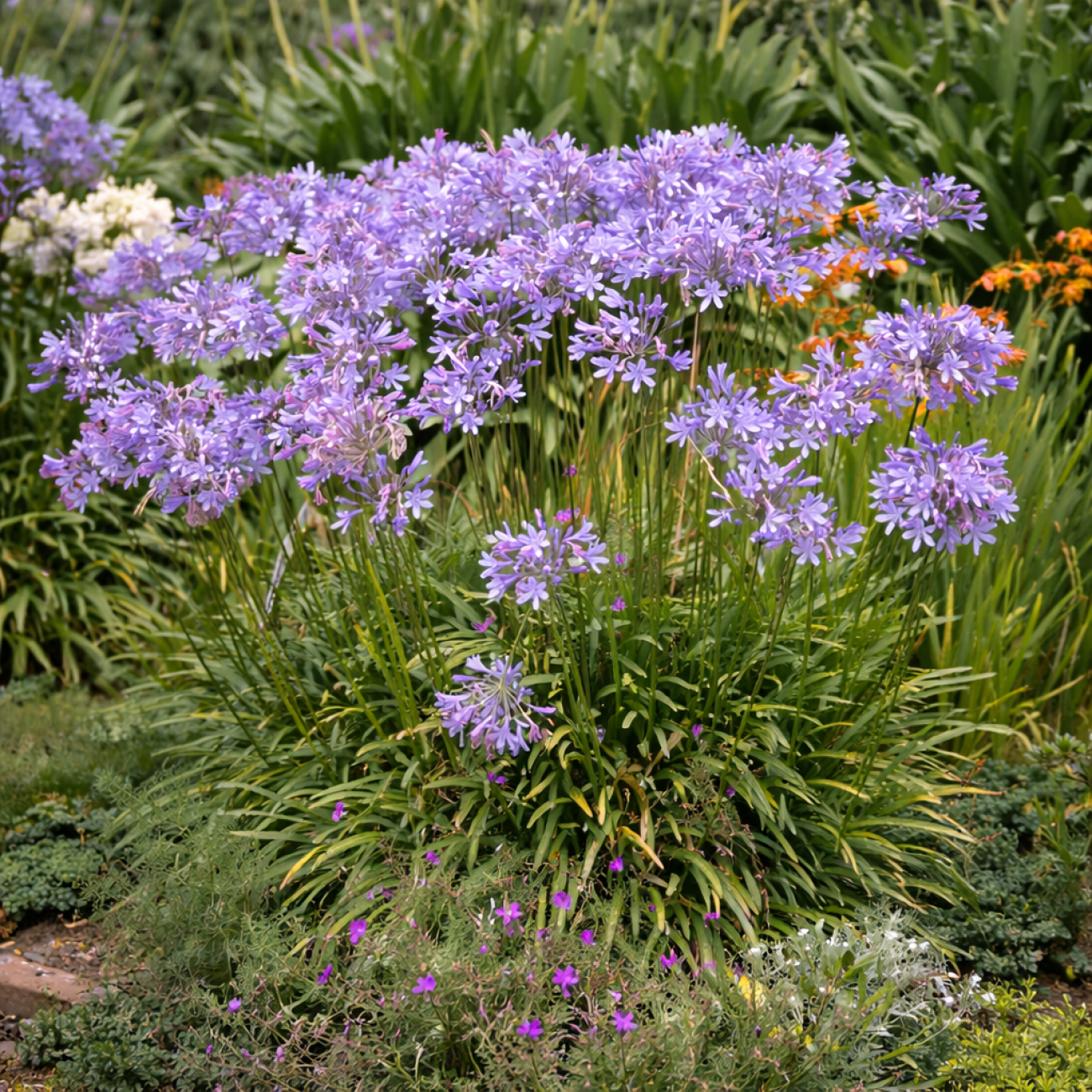 Obrázok Kalokvet modrý (Agapanthus umbellatus) ´AZUREUM´ - výška 30-50 cm, kont. C3L