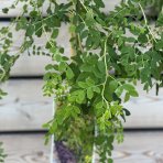Karagana sibírska (Caragana arborescens) ´PENDULA´ - výška 110-130 cm, kont. C10L