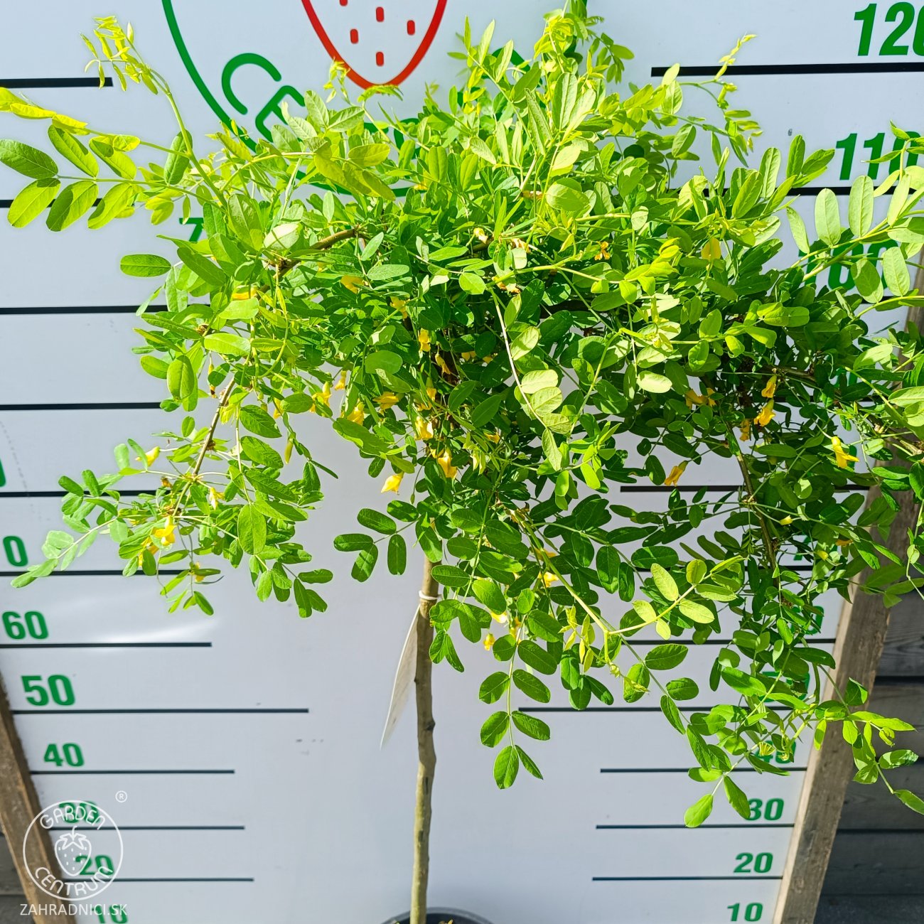 Obrázok Karagana sibírska (Caragana arborescens) ´PENDULA´ - výška 110-130 cm, kont. C10L