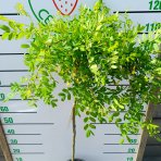 Karagana sibírska (Caragana arborescens) ´PENDULA´ - výška 110-130 cm, kont. C10L