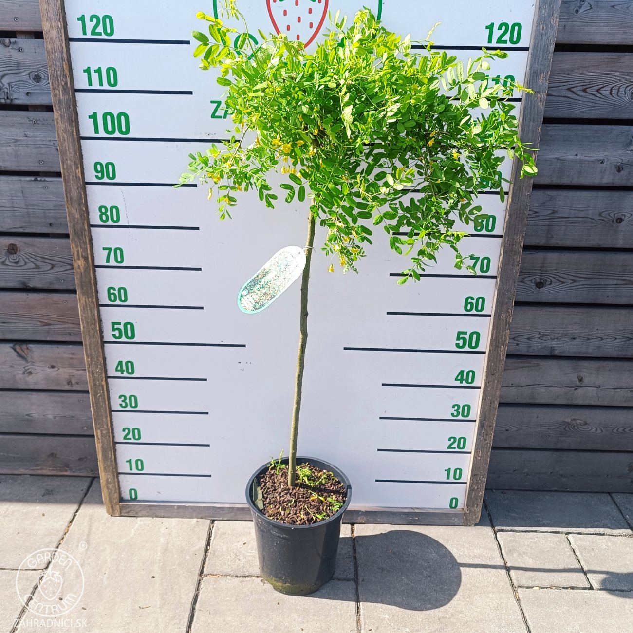 Obrázok Karagana sibírska (Caragana arborescens) ´PENDULA´ - výška 110-130 cm, kont. C10L