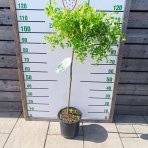 Karagana sibírska (Caragana arborescens) ´PENDULA´ - výška 110-130 cm, kont. C10L