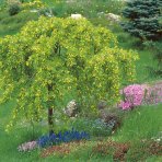 Karagana sibírska (Caragana arborescens) ´PENDULA´ - výška 110-130 cm, kont. C10L