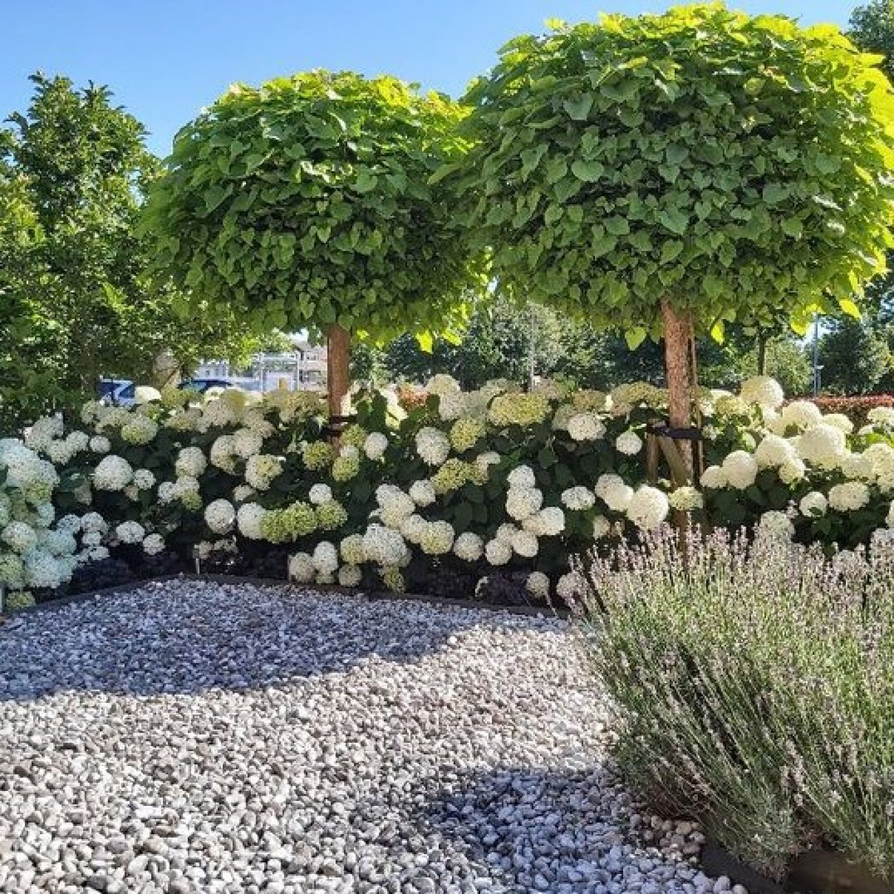 Obrázok Katalpa bignóniovitá (Catalpa bignonioides) ´NANA´ - výška 300-320 cm, obvod kmeňa 6/8 cm, kont. C18L/C20L
