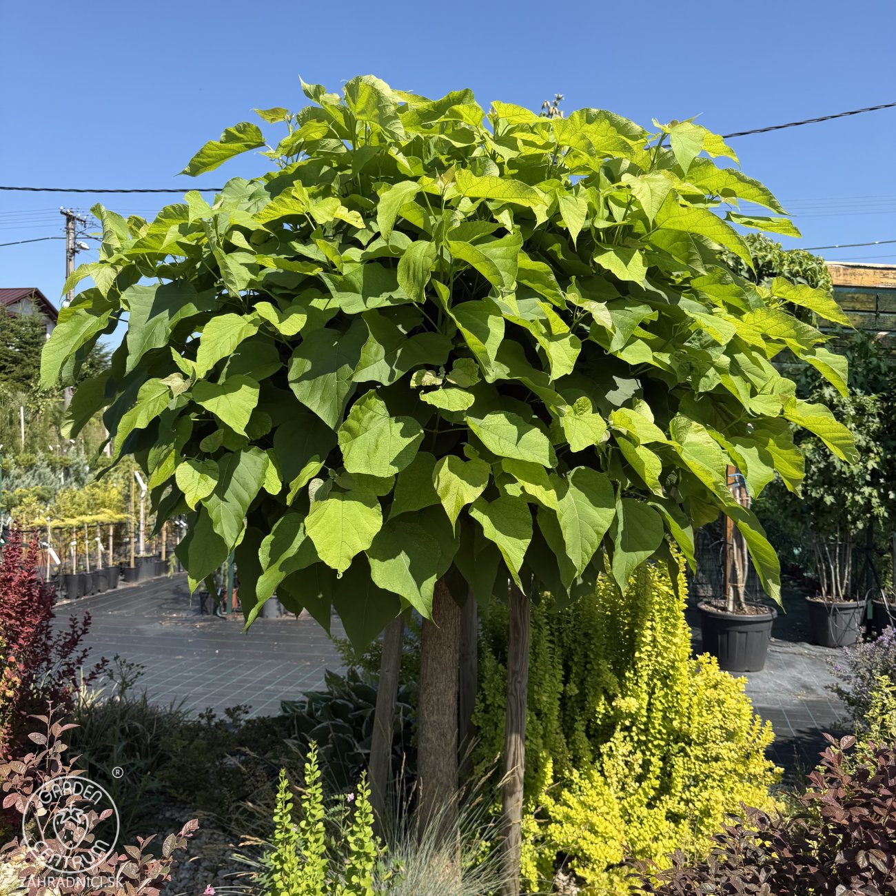 Obrázok Katalpa bignóniovitá (Catalpa bignonioides) ´NANA´ - výška 300-320 cm, obvod kmeňa 6/8 cm, kont. C18L/C20L