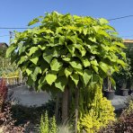 Katalpa bignóniovitá (Catalpa bignonioides) ´NANA´ - výška 300-320 cm, obvod kmeňa 6/8 cm, kont. C18L/C20L