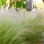 Kavyľ (Stipa tenuissima) ´PONYTAILS´ - kont. C2L