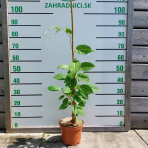 Aktinídia význačná - kiwi (Actinidia kolomikta) ´SENTYABRASKYA´ - výška 130-150 cm, kont. C3L