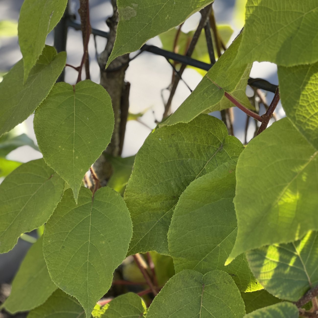Obrázok Aktinídia lahodná - kiwi (Actinidia deliciosa) ´HAYWARD´ - výška 200 cm, kont. 2x C60L – BRÁNA