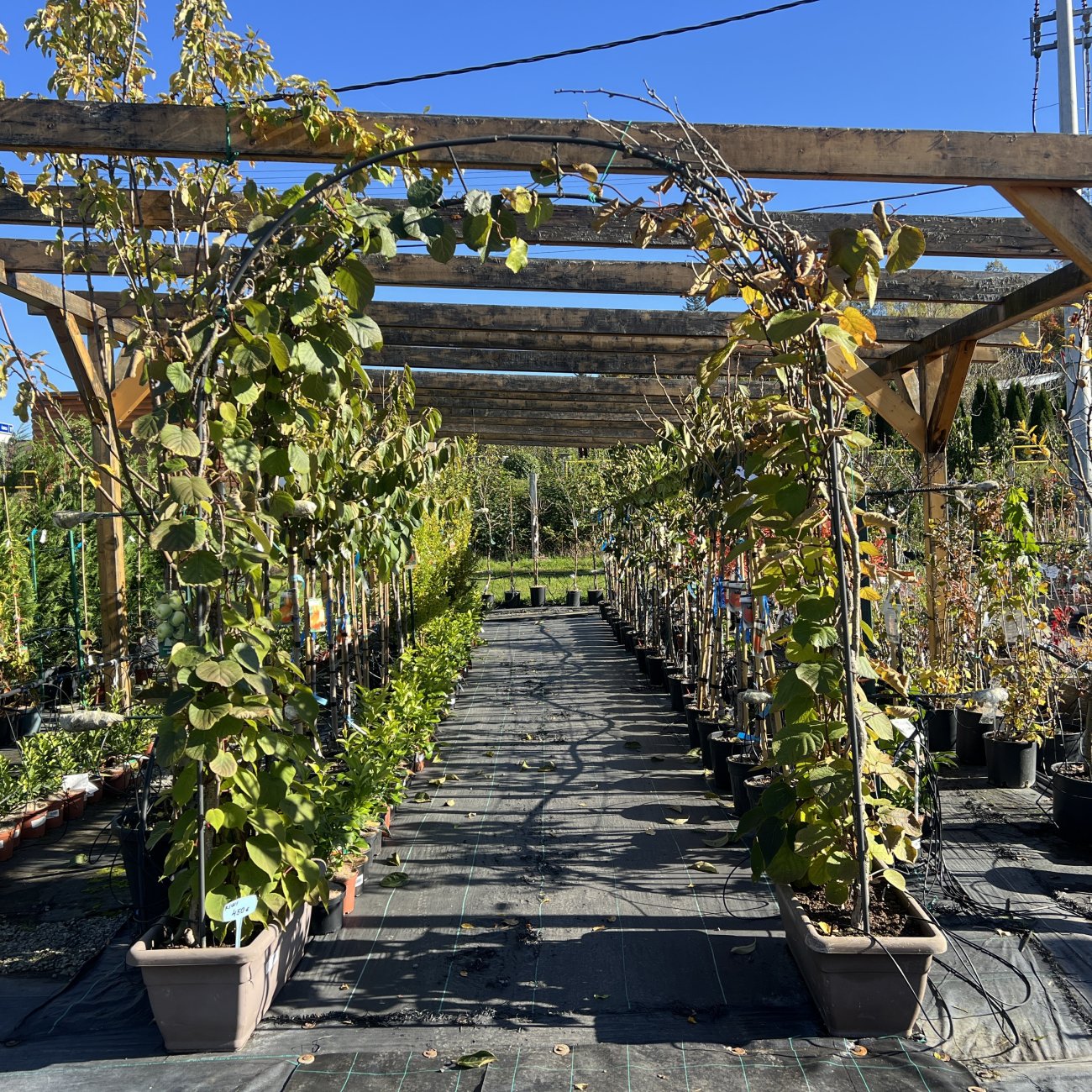 Obrázok Aktinídia lahodná - kiwi (Actinidia deliciosa) ´HAYWARD´ - výška 200 cm, kont. 2x C60L – BRÁNA