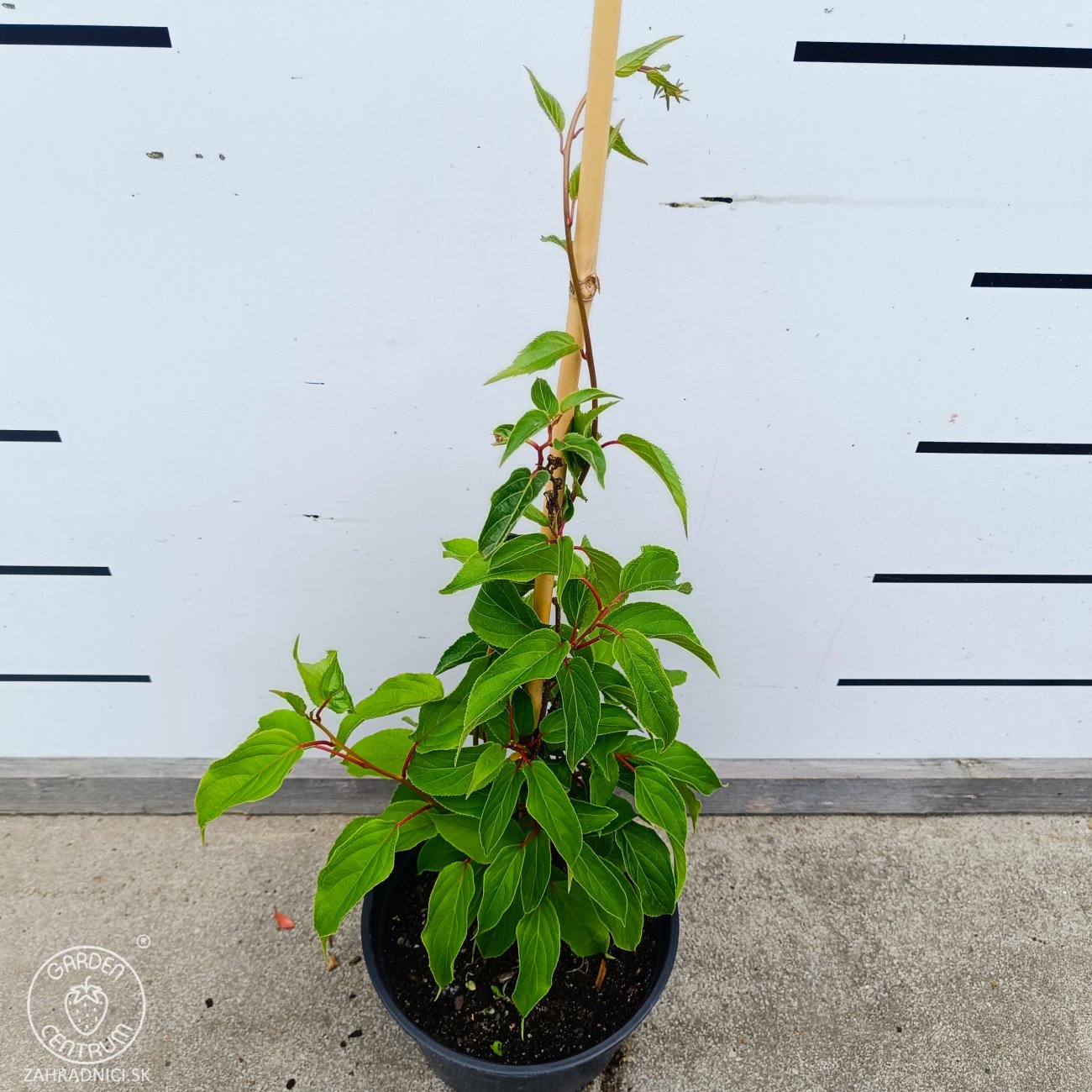 Obrázok Aktinídia žilnatá - kiwi (Actinidia arguta) ‘GENEVA’ - výška 30-50 cm, kont. C2L