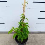 Aktinídia žilnatá - kiwi (Actinidia arguta) ‘GENEVA’ - výška 30-50 cm, kont. C2L