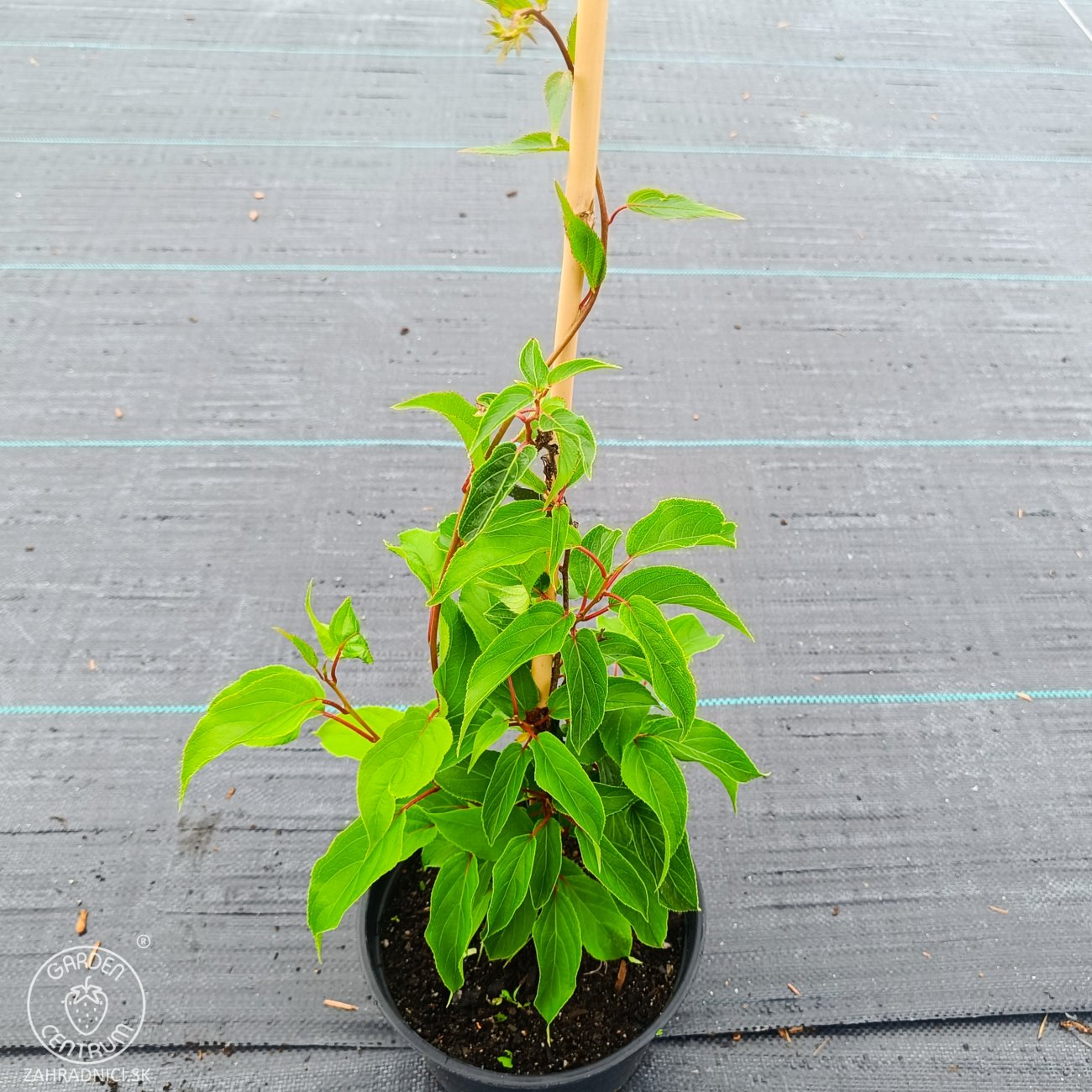 Obrázok Aktinídia žilnatá - kiwi (Actinidia arguta) ‘GENEVA’ - výška 30-50 cm, kont. C2L