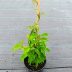 Aktinídia žilnatá - kiwi (Actinidia arguta) ‘GENEVA’ - výška 30-50 cm, kont. C2L