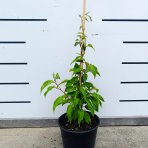 Aktinídia žilnatá - kiwi (Actinidia arguta) ‘GENEVA’ - výška 30-50 cm, kont. C2L