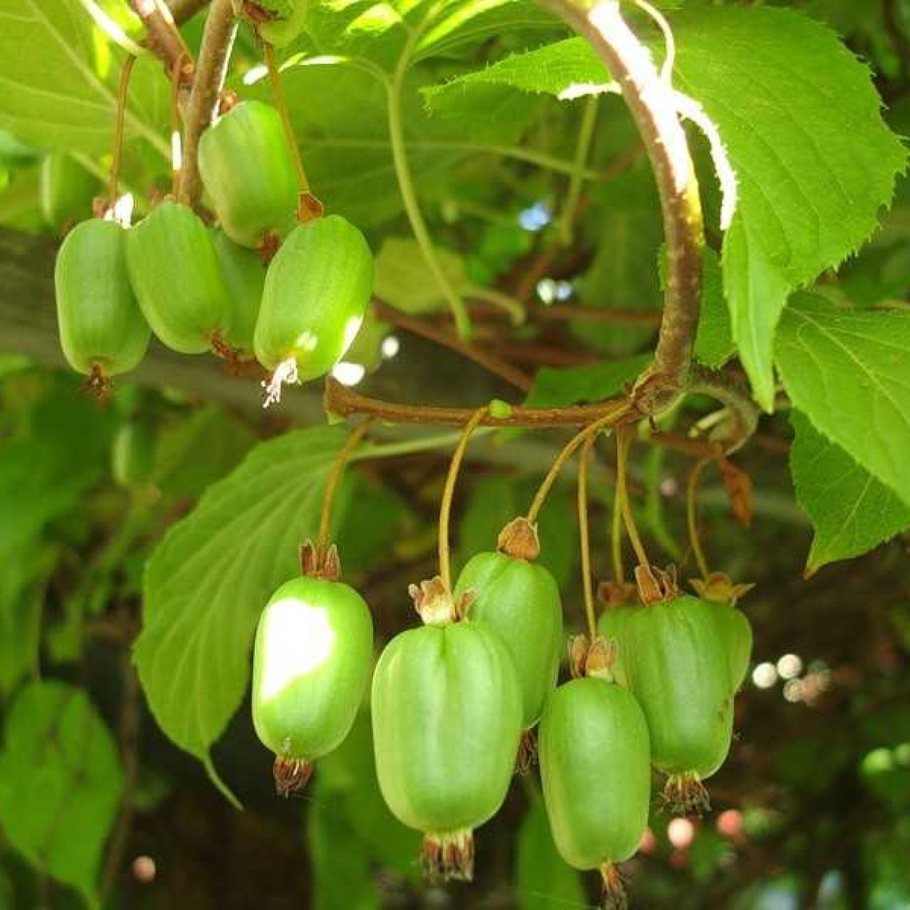 Obrázok Aktinídia význačná - kiwi (Actinidia kolomikta) ´SENTYABRASKYA´ - výška 130-150 cm, kont. C3L