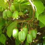 Aktinídia význačná - kiwi (Actinidia kolomikta) ´SENTYABRASKYA´ - výška 130-150 cm, kont. C3L