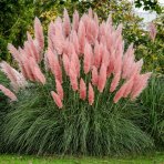 Kortadéria Pampová (Cortaderia selloana) ´ROSEA´ - kont. C1L