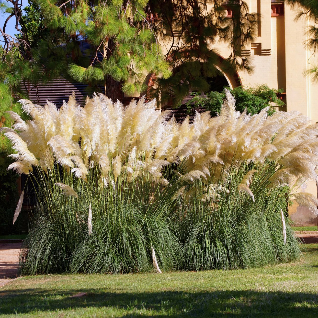 Obrázok Kortadéria Pampová (Cortaderia selloana) ´PUMILA´ - výška 25-35 cm, kont. C1L
