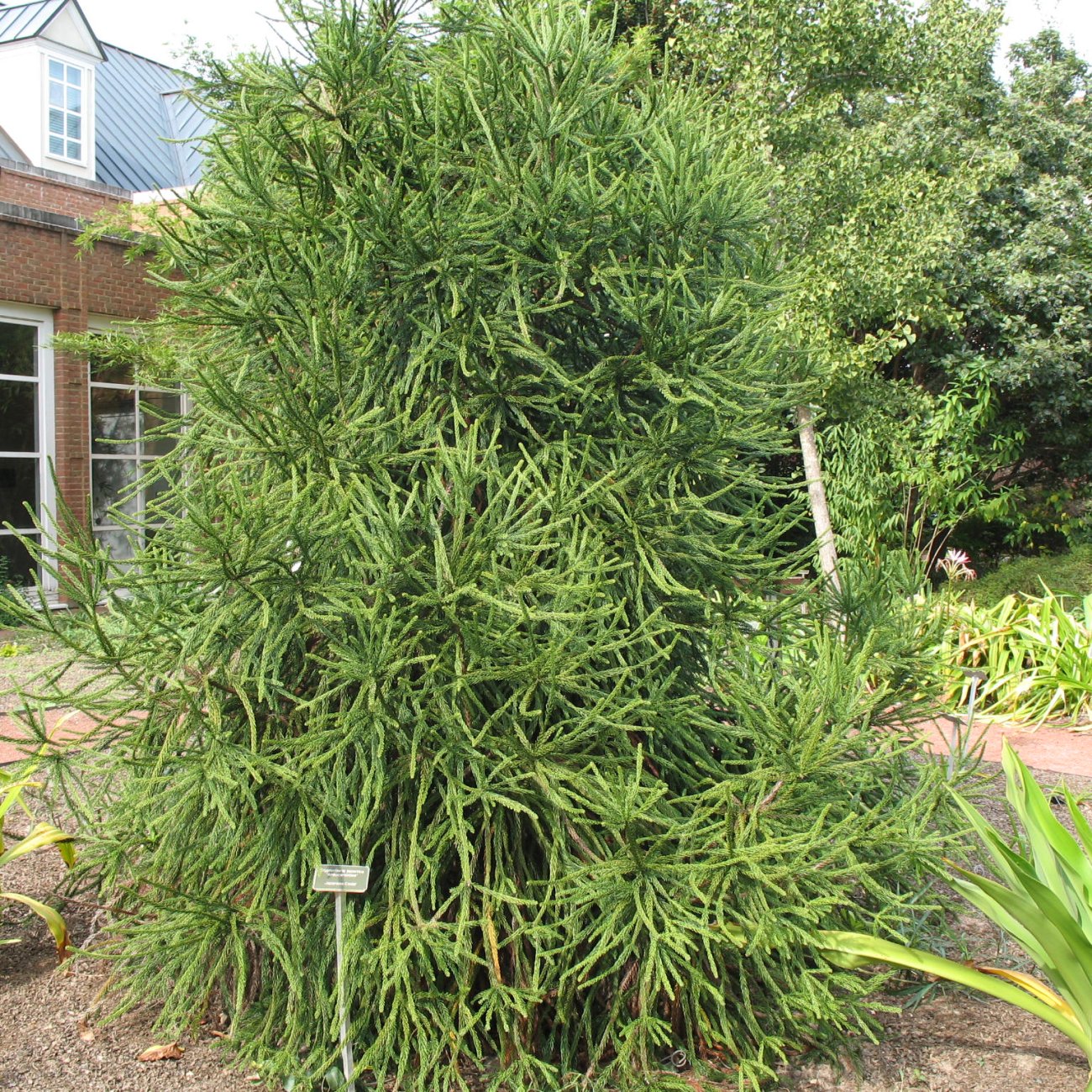 Obrázok Kryptoméria japonská (Cryptomeria japonica) 'ARAUCARIOIDES' - výška 40-60 cm, kont. C3L (-30°C)