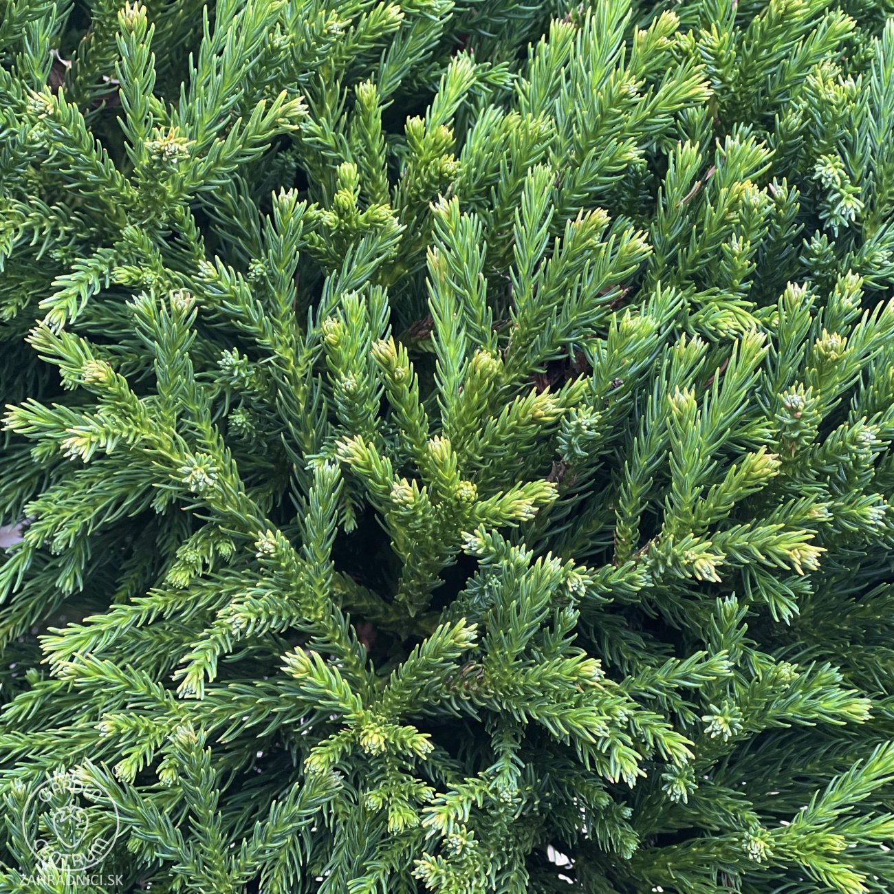 Obrázok Kryptoméria japonská (Cryptomeria japonica) 'GLOBOSA NANA' - výška 90-100 cm, obvod kmeňa 2/4 cm kont. C15L - NA KMIENKU
