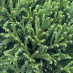 Kryptoméria japonská (Cryptomeria japonica) 'GLOBOSA NANA' - výška 90-100 cm, obvod kmeňa 2/4 cm kont. C15L - NA KMIENKU
