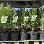 Kryptoméria japonská (Cryptomeria japonica) ´LOBBII´ - výška 50-70 cm, kont. C5L (-21°C)
