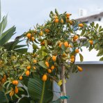 Kumquat (Citrus japonica) ´FORTUNELLA MARGARITA´ - výška 130-150 cm, obvod kmeňa 4/6 cm, kont. C10L